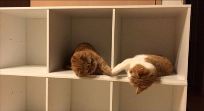 茶太郎きなこの短足日記