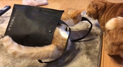 茶太郎きなこの短足日記