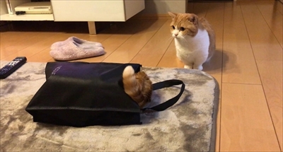 茶太郎きなこの短足日記