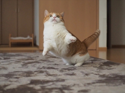 茶太郎きなこの短足日記