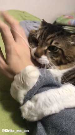 猫 ヤマダ かわいい ハグ 腕 抱きつく 甘える 暖を取る カネキリカ