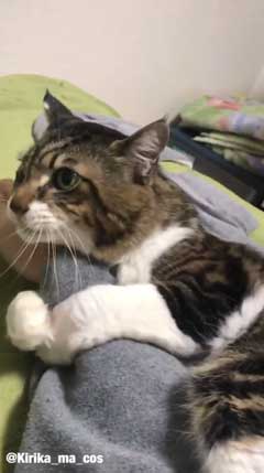 猫 ヤマダ かわいい ハグ 腕 抱きつく 甘える 暖を取る カネキリカ