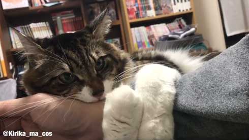 猫 ヤマダ かわいい ハグ 腕 抱きつく 甘える 暖を取る カネキリカ