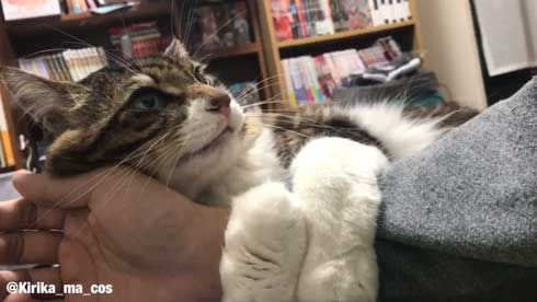 猫 ヤマダ かわいい ハグ 腕 抱きつく 甘える 暖を取る カネキリカ