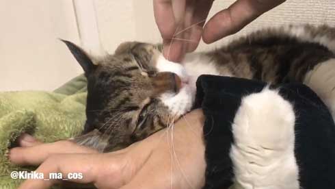 猫 ヤマダ かわいい ハグ 腕 抱きつく 甘える 暖を取る カネキリカ