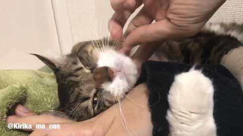 猫 ヤマダ かわいい ハグ 腕 抱きつく 甘える 暖を取る カネキリカ