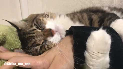 猫 ヤマダ かわいい ハグ 腕 抱きつく 甘える 暖を取る カネキリカ