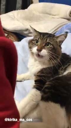 猫 ヤマダ かわいい ハグ 腕 抱きつく 甘える 暖を取る カネキリカ