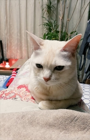 エサをねだる猫ちゃん