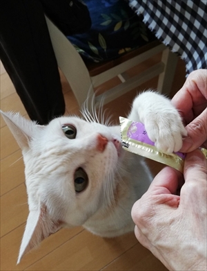 エサをねだる猫ちゃん