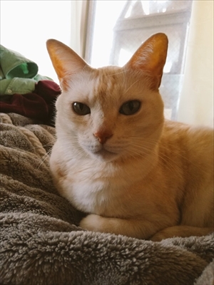 エサをねだる猫ちゃん