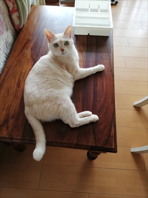 エサをねだる猫ちゃん