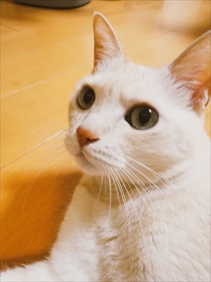 エサをねだる猫ちゃん