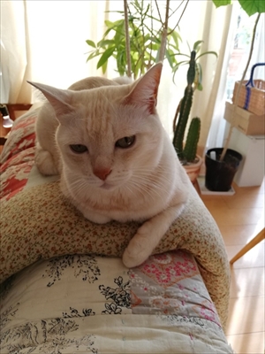 エサをねだる猫ちゃん