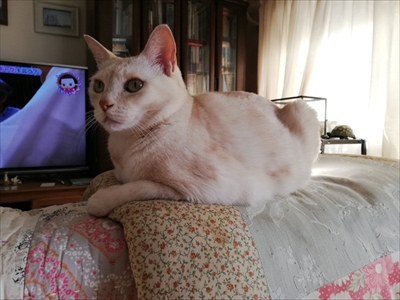 エサをねだる猫ちゃん