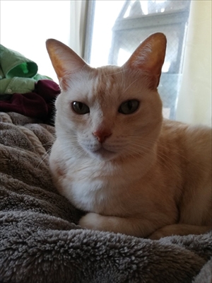 エサをねだる猫ちゃん