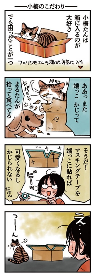 猫まみれライフ