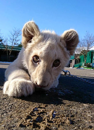 リズムちゃん正面顔