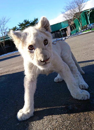 立ち上がるリズムちゃん