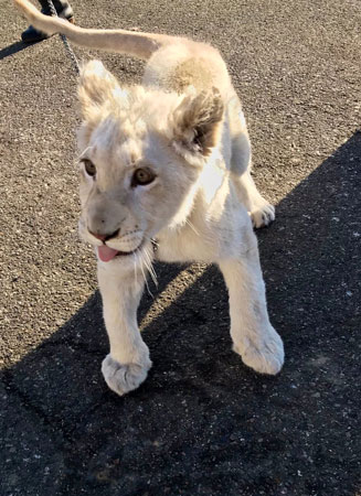 散歩するリズムちゃん