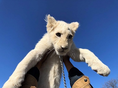 ケージの中のリズムちゃん