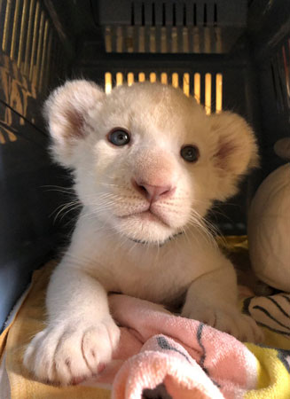 ケージの中のリズムちゃん