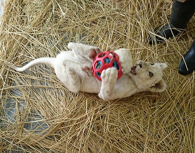 ケージの中のリズムちゃん