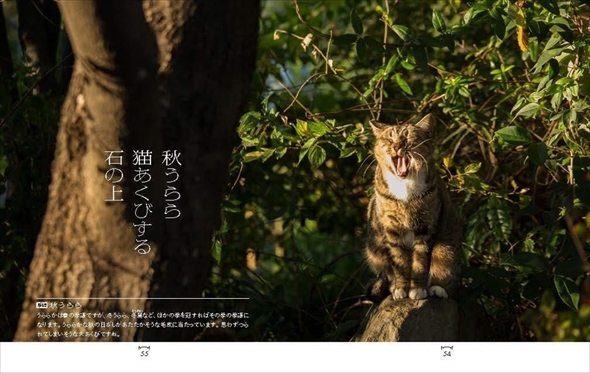 俳句ねこ