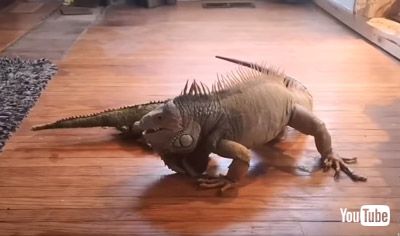 ぬいぐるみに近寄るピップさん