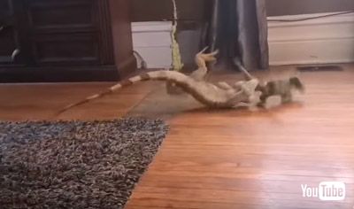 回転するピップさん