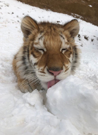 雪遊びリラちゃん