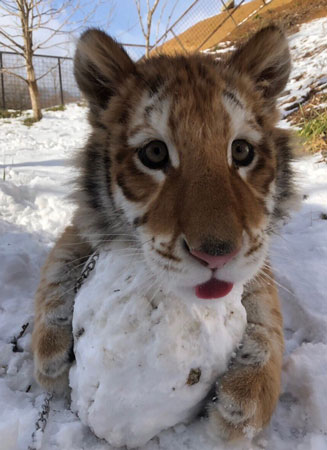 雪玉リラちゃん