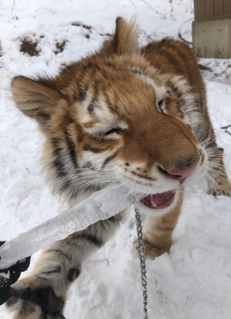 つららをかじるリラちゃん