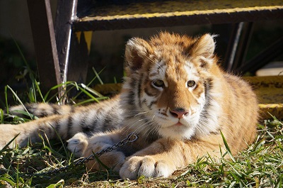 リラちゃんもふもふ