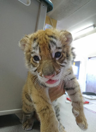 赤ちゃんリラちゃん