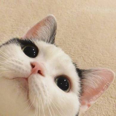 背中にハート いくらちゃん