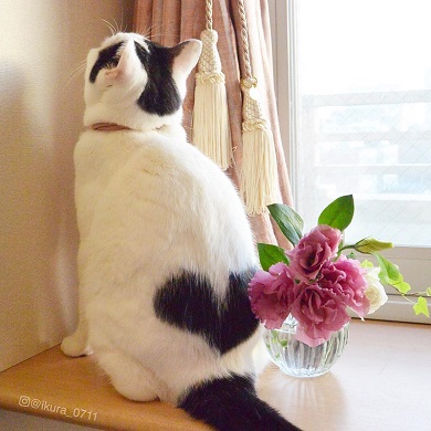 背中にハート いくらちゃん