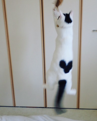 背中にハート いくらちゃん