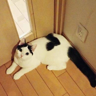 背中にハート いくらちゃん