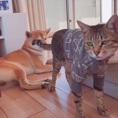 ムギちゃんアップ2