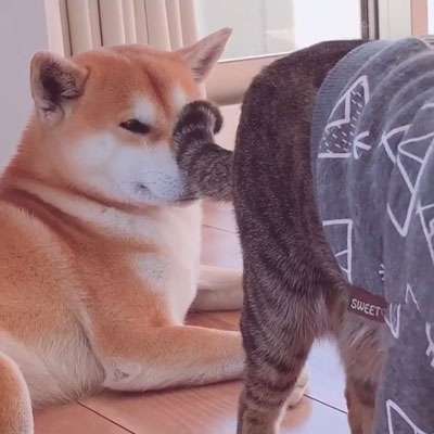 ハルくんアップ