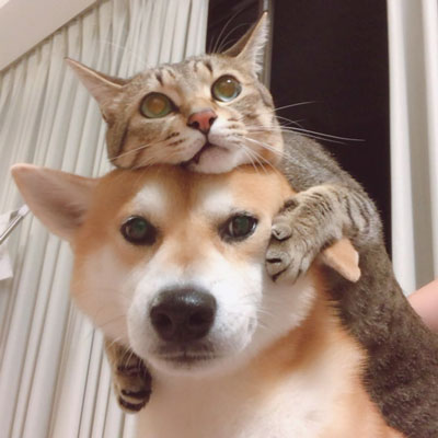 ラブラブする2匹