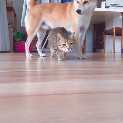 ハルくんをくぐるムギちゃん