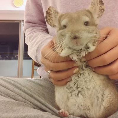 チンチラのポコくん