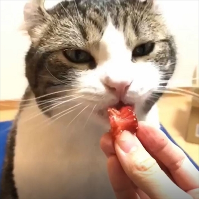 イチゴを食べる猫ちゃん