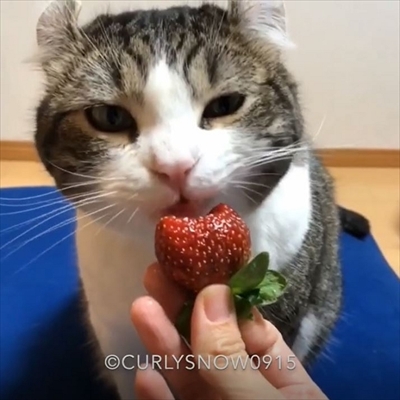 イチゴを食べる猫ちゃん