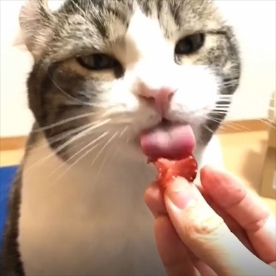 イチゴを食べる猫ちゃん