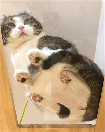 イチゴを食べる猫ちゃん