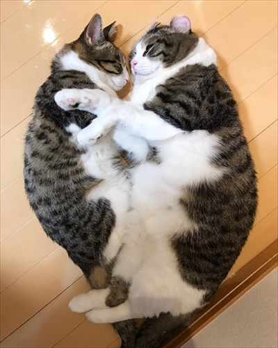 イチゴを食べる猫ちゃん