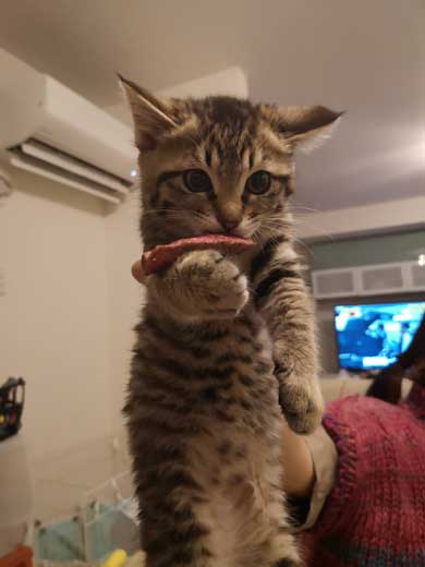 ステーキ 窃取 現行犯逮捕 子猫 お肉